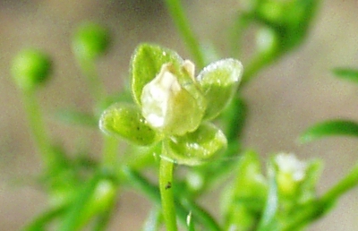 Sagina procumbens, Niederliegendes Mastkraut, Blte