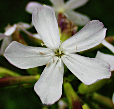 Saponaria officinalis, Gewöhnliches Seifenkraut, Blüte