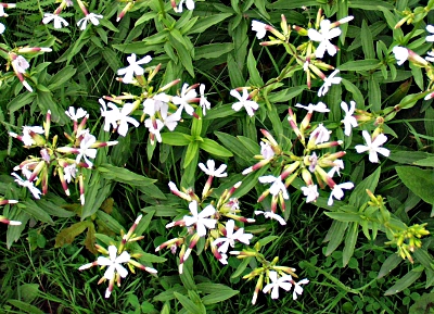 Saponaria officinalis, Gewöhnliches Seifenkraut, Habitus