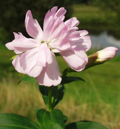 Saponaria officinalis, Gewöhnliches Seifenkraut,gefüllte Blüte