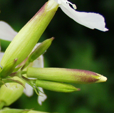 Saponaria officinalis, Gewöhnliches Seifenkraut, Knospen