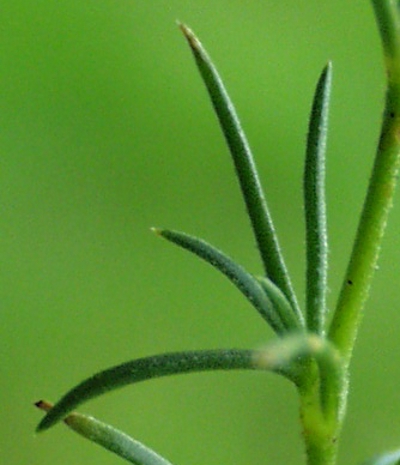 Scleranthus perennis, Ausdauernder Knuel, Bltter