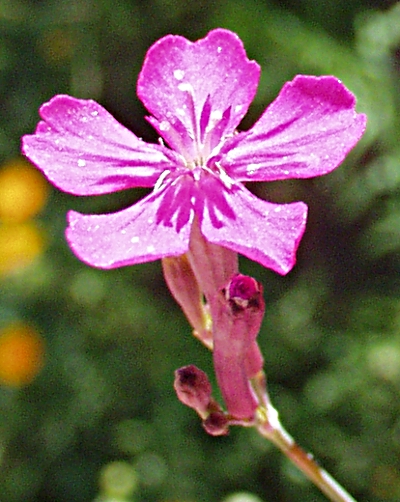 Silene armeria, Nelken-Leimkraut, Bl�te