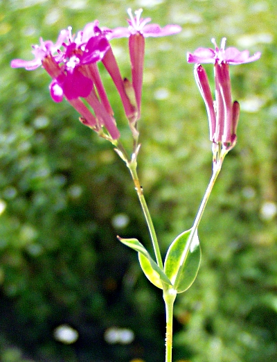 Silene armeria, Nelken-Leimkraut, Bl�tenstand