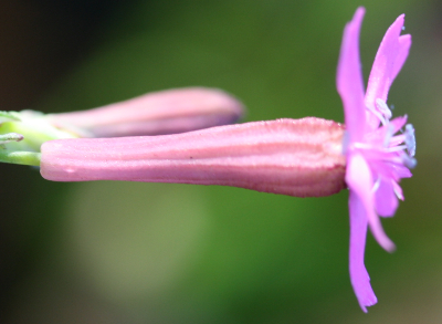 Silene armeria, Nelken-Leimkraut, Kelch