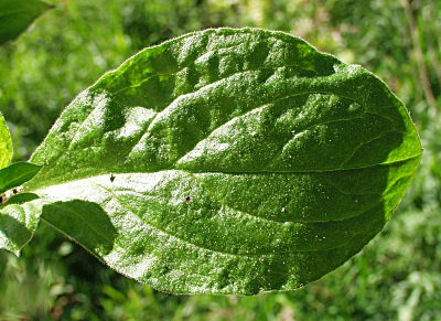 Silene dioica, Rote Lichtnelke, Blatt