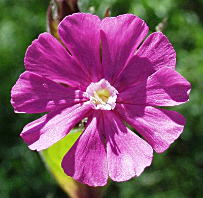 Silene dioica, Rote Lichtnelke, Blte