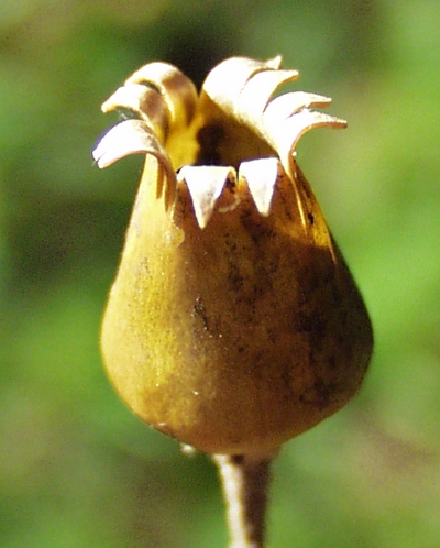 Silene, Lichtnelke, Frucht