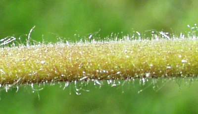 Silene latifolia, Weie Lichtnelke, Stngel