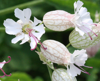 Silene vulgaris, Taubenkropf-Leimkraut