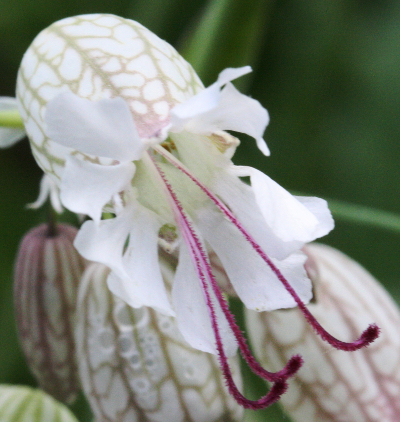 Silene vulgaris, Taubenkropf-Leimkraut, Bl�te