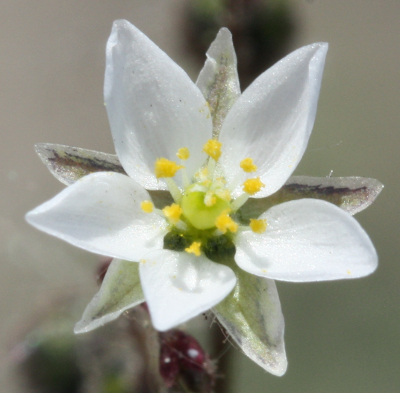 Spergula arvensis, Acker-Spergel, Blüte