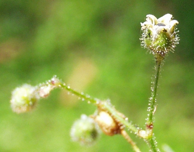 Spergula arvensis, Acker-Spark, Frucht