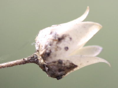 Spergularia arvensis, Acker-Spark, Fruchtkapsel