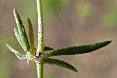 Spergularia rubra, Rote Schuppenmiere, Bltter