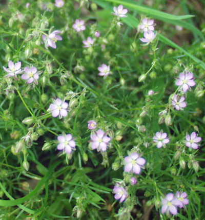 Spergularia rubra, Rote Schuppenmiere, Habitus