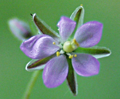 Spergularia rubra, Rote Schuppenmiere, Blüte