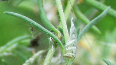 Spergularia rubra, Rote Schuppenmiere, Nebenblatt