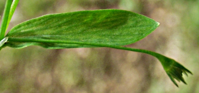 Stellaria alsine, Bach-Sternmiere, Blatt