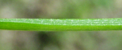 Stellaria alsine, Bach-Sternmiere, St�ngel