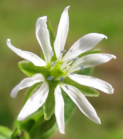 Stellaria aquatica, wasserdarm, Bl�te