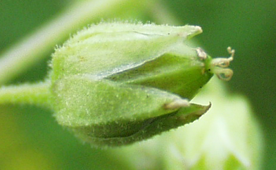 Stellaria aquatica, Wasserdarm, Frucht