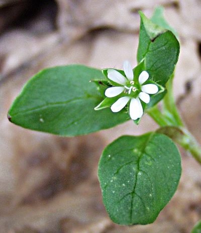 Stellaria media, Vogel-Sternmiere, Vogelmiere, Habitus