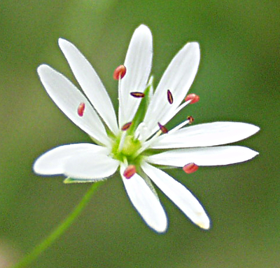 Stellaria palustris, Sumpf-Sternmiere, Blte