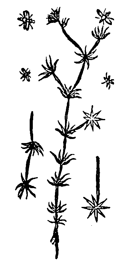 Zeichnung von Jaques Dalchamp