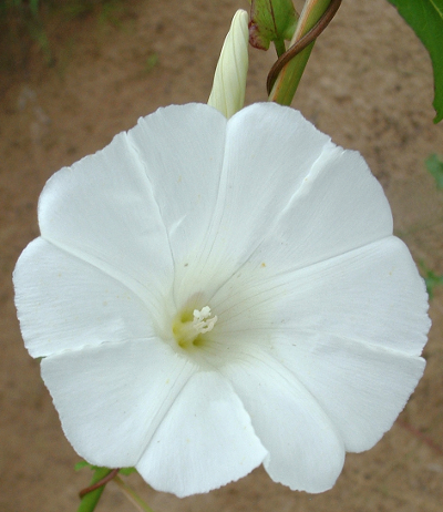Calystegia sepium, Gewöhnliche Zaunwinde