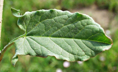 Convolvulus arvensis, Acker-Winde, Blatt