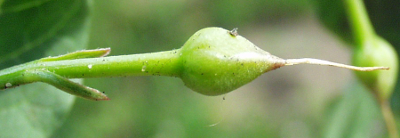 Convolvulus arvensis, Acker-Winde, Frucht