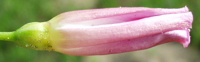 Convolvulus arvensis, Acker-Winde, Knospe