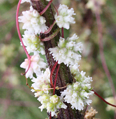 Cuscuta europaea, Nessel-Seide, Blten