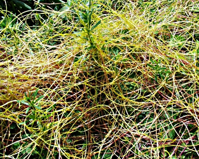 Nessel-Seide, Cuscuta europaea, Habitus Convolvulus arvensis, Acker-Winde, Blüte
