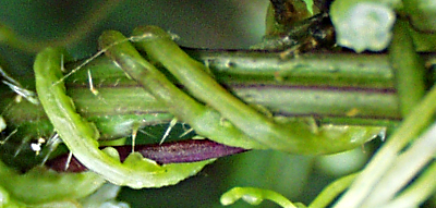 Nessel-Seide, Cuscuta europaea, Stängel