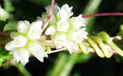 Nessel-Seide, Cuscuta europaea, weiße Blüten