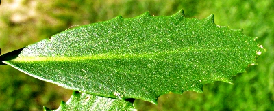 Hylotelephium telephium ssp. telephium, Rote Waldfetthenne, Blatt