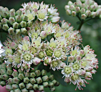 Hylotelephium telephium ssp. maximum, Große Waldfetthenne, Blütenstand