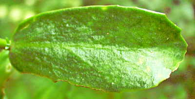 Hylotelephium telephium ssp. maximum, Große Waldfetthenne, Blatt