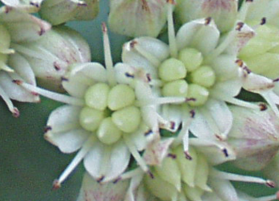 Hylotelephium telephium ssp. maximum, Große Waldfetthenne, Blüten