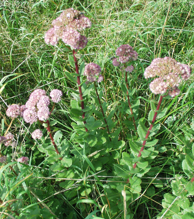 Hylotelephium telephium ssp. telephium, Rote Waldfetthenne, Habitus