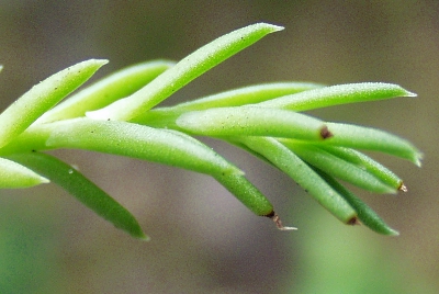 Sedum rupestre, Felsen-Fetthenne, Bl�tter