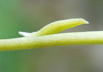 Sedum rupestre, Felsen-Fetthenne, Blatt