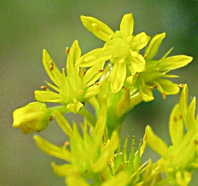 Sedum rupestre, Felsen-Fetthenne, Bl�ten