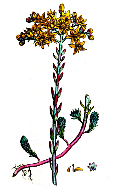 Sedum rupestre, Felsen-Fetthenne, Zeichnung
