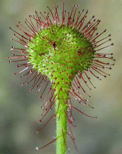 Drosera rotundifolia, Rundblttriger Sonnentau, Blatt