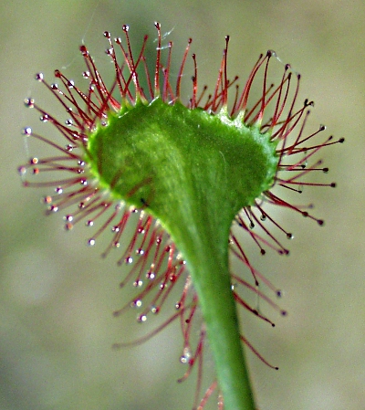 Drosera rotundifolia, Rundbl�ttrigr Sonnentau, Blattunterseite