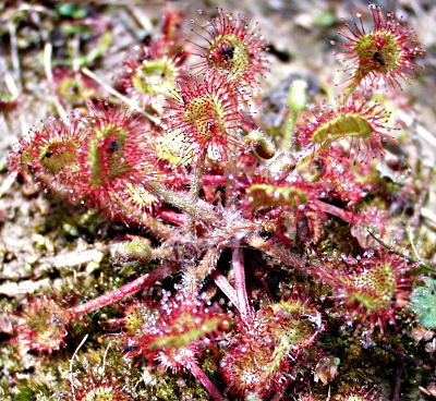Drosera rotundifolia, Rundblttriger Sonnentau