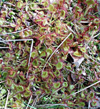 Drosera rotundifolia, Rundbl�ttrigr Sonnentau